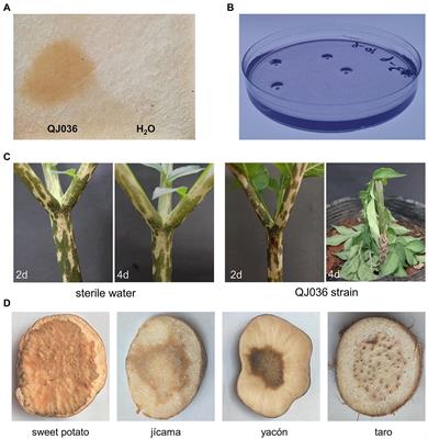 Analysis of the Taxonomy, Synteny, and Virulence Factors for Soft Rot Pathogen Pectobacterium aroidearum in Amorphophallus konjac Using Comparative Genomics